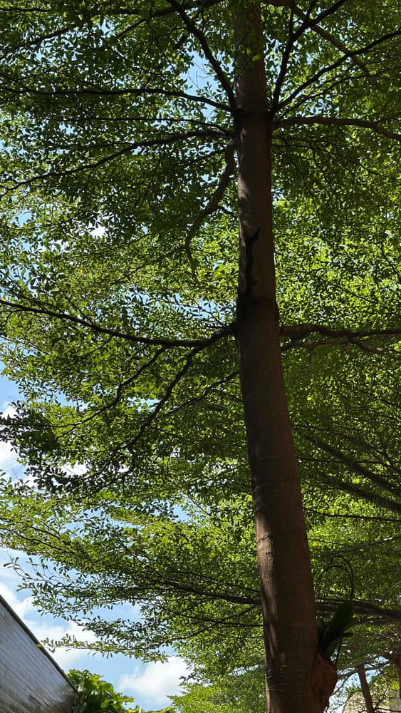 Meu escritório hoje, virou canteiro de obras
🤭
#r